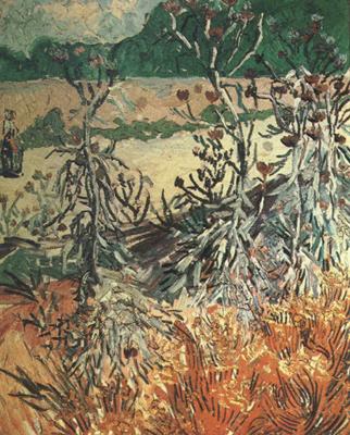 Vincent Van Gogh Thistles (nn04) Norge oil painting art